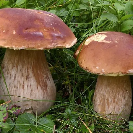Bio-ecologico Sant'isidoro Casa di campagna