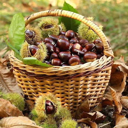 Bio-ecologico Sant'isidoro Casa di campagna Roccaforte Mondovì