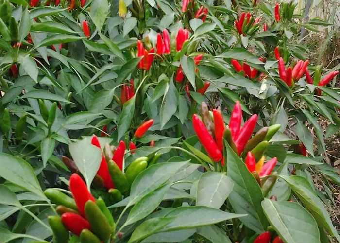 Bio-ecologico Sant'isidoro