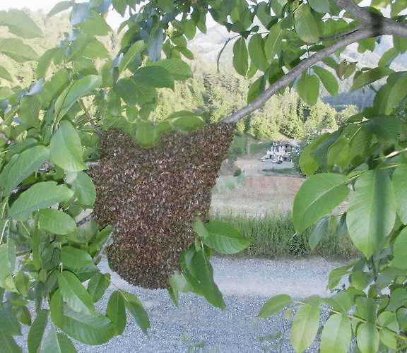 Agriturismo Bio-ecologico Sant'isidoro Roccaforte Mondovì